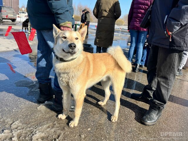 Опубликованы фото и видео с выставки охотничьих собак в Нижнем Новгороде - Региональное информационное агентство «Время Н», 15.03.2026