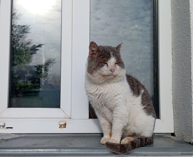 Сотрудники Керженского заповедника ищут хозяев приблудившемуся бело-серому коту - Региональное информационное агентство «Время Н», 16.03.2026