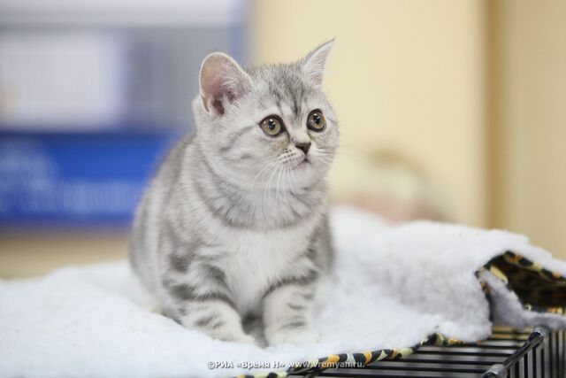 Нижегородские спасатели пришли на помощь собаке и кошке - Региональное информационное агентство «Время Н», 13.04.2026