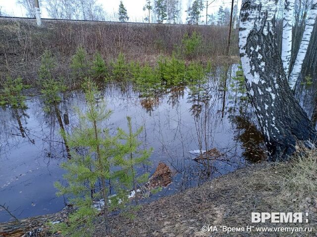 В нижегородском минлесхозе рассказали, как дикие животные справляются с паводками - Региональное информационное агентство «Время Н», 14.04.2026