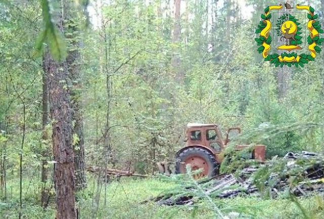 Незаконную рубку леса выявили в Арзамасском округе - Региональное информационное агентство «Время Н», 12.09.2026