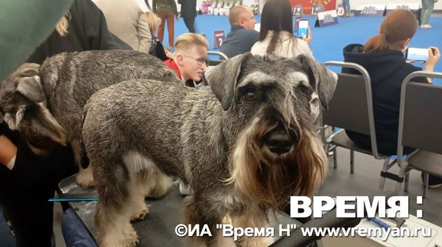Царство хвостов и лап: на Нижегородской ярмарке открылась 30-я выставка «Зоомир» - Региональное информационное агентство «Время Н», 03.10.2026
