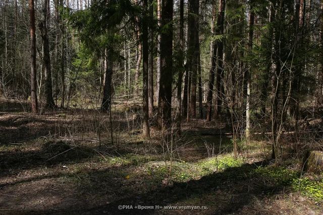 Дополнительные 100 фотоловушек установили в лесах Нижегородской области - Региональное информационное агентство «Время Н», 24.10.2026