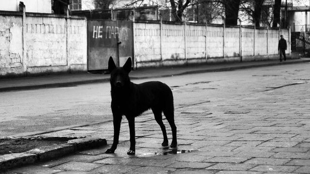 Бастрыкин потребовал доложить о ситуации с бродячими собаками в Екатеринбурге - Новости Нижнего Тагила и Свердловской области - TagilCity, 14.03.2025