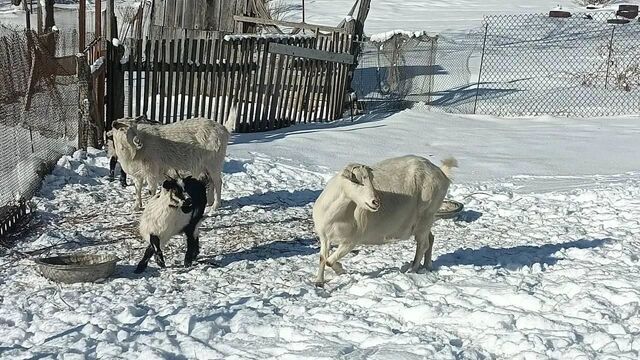 Есть такая программа: как Центр «Амурский тигр» помогает дальневосточникам Есть такая программа: как Центр «Амурский тигр» помогает дальневосточникам - Новости Хабаровска | transsibinfo.com, 16.03.2026