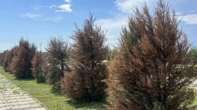 Все деревья на пешеходной зоне «Ростов Арены» погибли - Privet-Rostov.ru, 09.06.2026