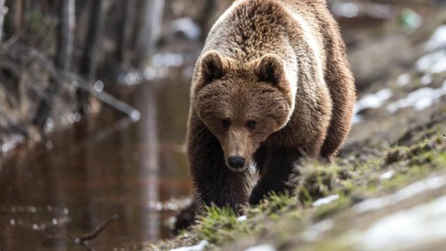 Голодные медведи отказываются возвращаться в леса и нападают на людей по всей России - 66.ru — Городской портал Екатеринбурга, 24.10.2026