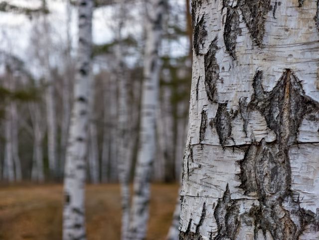 В благоустроенных парках Екатеринбурга вымирают деревья - 66.ru — Городской портал Екатеринбурга, 28.10.2026