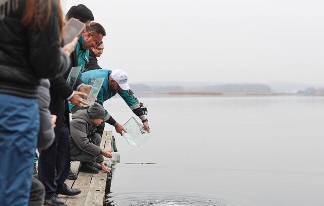 В Воронежское водохранилище выпустили 100 тысяч мальков в рамках экологической акции - Леди.Врн, 06.11.2025