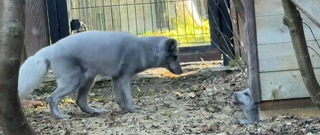 Растили ради меха: Челябинский зоопарк выкупил со зверофермы малышей-песцов - Информационное агентство «Урал-пресс-информ», 01.11.2025