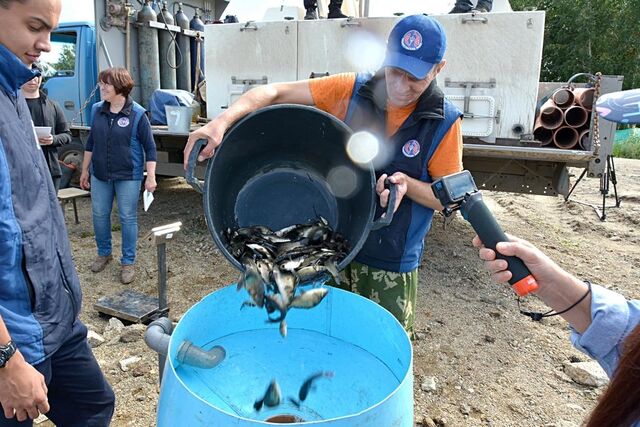 Южный Урал наращивает рыбное производство - Информационное агентство «Урал-пресс-информ», 01.11.2025