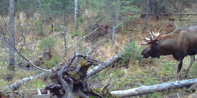 На Зюраткуле видеоловушка «поймала» двух лесных великанов и марала - Информационное агентство «Урал-пресс-информ», 01.11.2025
