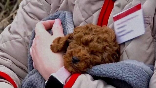 Проводник спасла маленького четырёхлапого пассажира после крушения поезда - Информационное агентство «Урал-пресс-информ», 05.04.2026