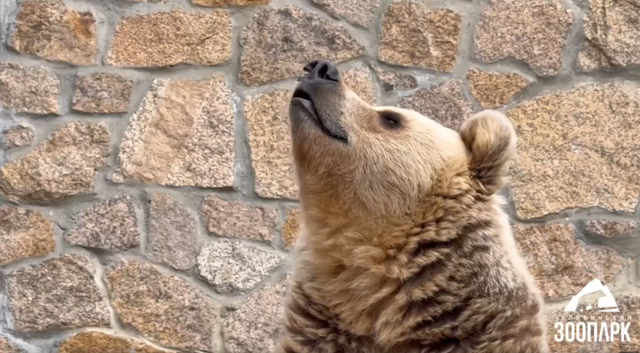 Челябинский зоопарк подарил пахнущее хвоей счастье Малышу и Шкоде - Информационное агентство «Урал-пресс-информ», 24.04.2026