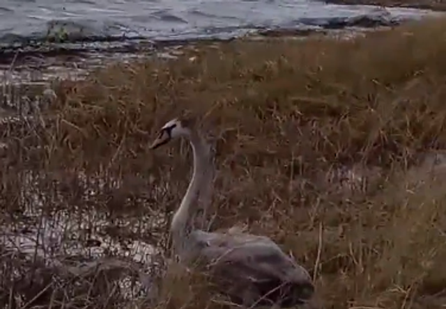 Чудесная история спасения лебедя-шипуна в Красноармейском округе - Информационное агентство «Урал-пресс-информ», 28.04.2026