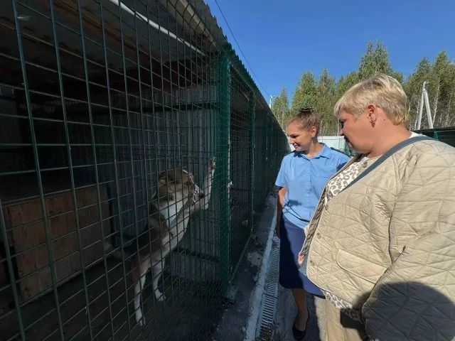 Вмешательство прокуратуры помогло навести порядок в приюте для животных и ликвидировать свалку на Южном Урале - Информационное агентство «Урал-пресс-информ», 03.10.2026