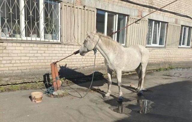Ведёт коня, но не своего: неравнодушный житель Копейска помог вернуть украденную лошадь - Информационное агентство «Урал-пресс-информ», 04.10.2026