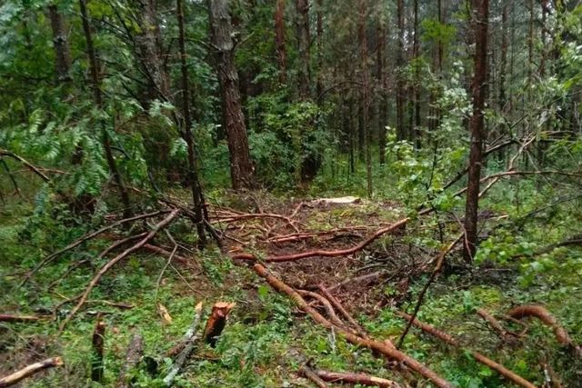Житель Башкирии пойдёт под суд за незаконную рубку сосен на Южном Урале - Информационное агентство «Урал-пресс-информ», 04.10.2026