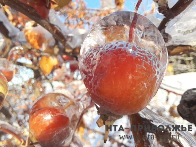 День сражений подушками: праздники и приметы 23 февраля - Лента новостей НТА-Приволжье, 23.02.2026