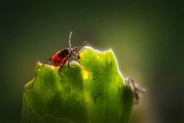 Клещи покусали уже почти 70 нижегородцев - Лента новостей НТА-Приволжье, 15.04.2026