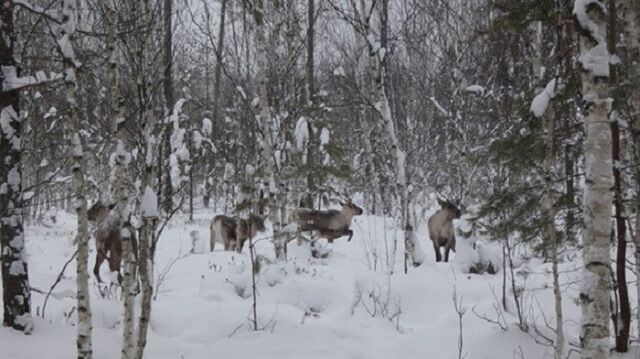 Стадо северных оленей в Керженском заповеднике пережило снежную зиму без потерь - Лента новостей НТА-Приволжье, 16.04.2026