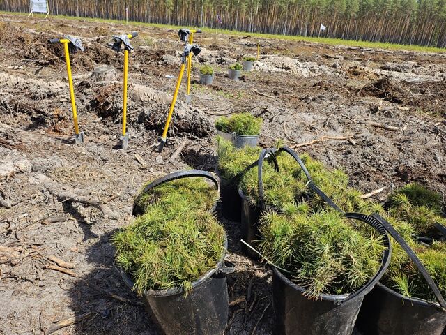 В Нижегородской области начался весенний лесокультурный сезон - Лента новостей НТА-Приволжье, 24.04.2026