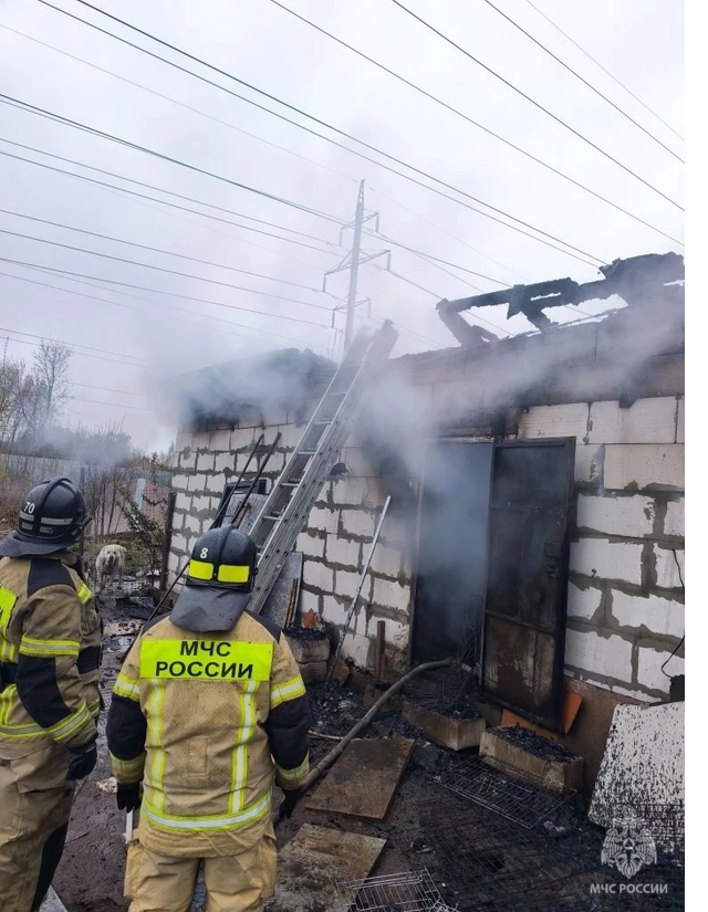 Около 200 собак предположительно погибло на нижегородском пожаре - Лента новостей НТА-Приволжье, 29.04.2026