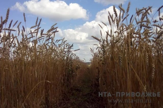Урожай зерновых в Нижегородской области планируют собрать с 545 тыс.га - Лента новостей НТА-Приволжье, 24.07.2026