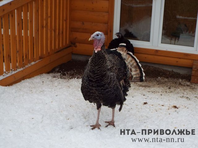Почти 11 млн голов домашней птицы зарегистрировано в Башкирии - Лента новостей НТА-Приволжье, 14.09.2026