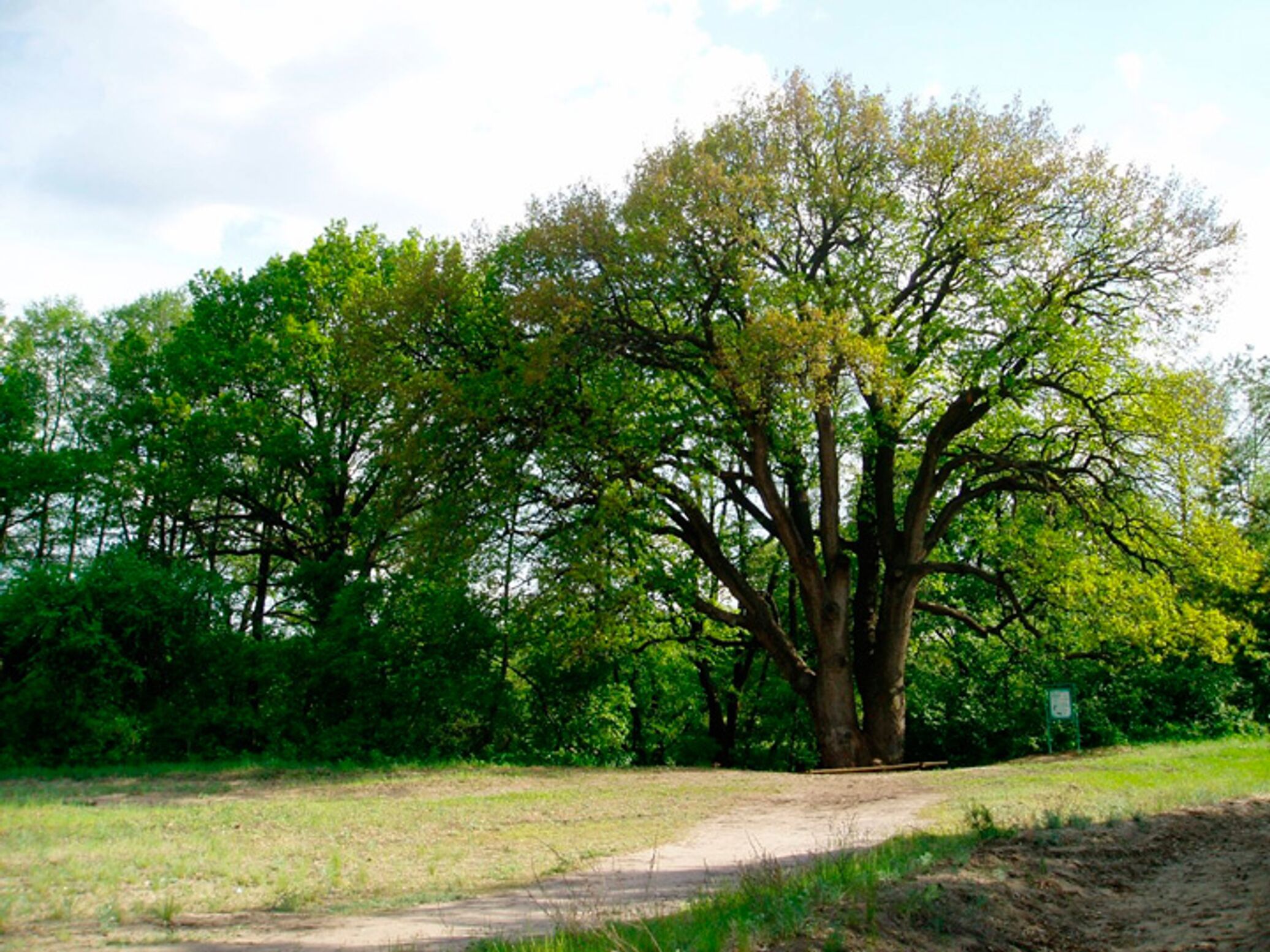 Дуб шолохова в вешенской. Вешенская дуб великан. Вешенский дуб дерево года. Вешенский дуб дерево года. Столетний дуб станица вешенская.