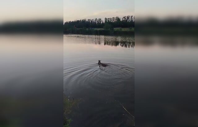 Кенгуру Сидней, который сбежал из парка «Малинки», научился плавать - Новости Ростова-на-Дону - последние новости Ростова-на-Дону сегодня на 1rnd.ru, 19.07.2025