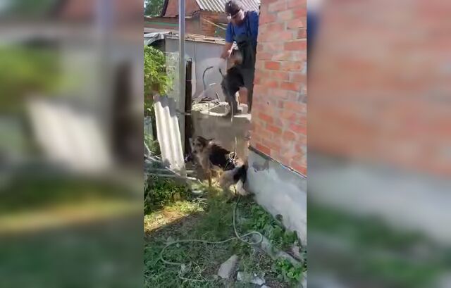 В Батайске спасатели вытащили собаку из колодца - Новости Ростова-на-Дону - последние новости Ростова-на-Дону сегодня на 1rnd.ru, 12.08.2025