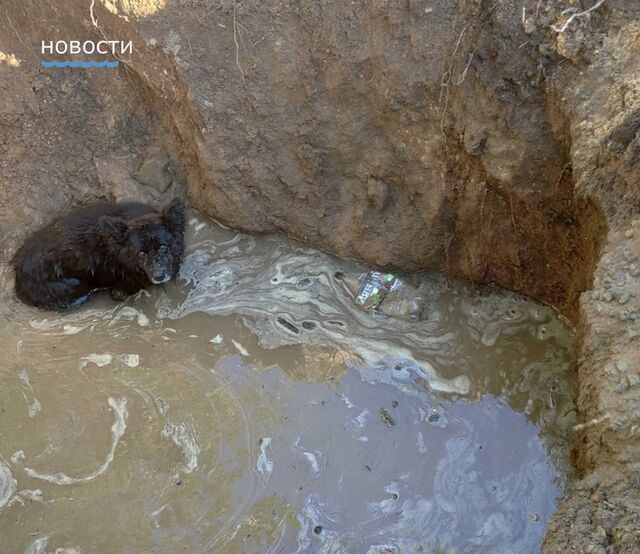 В Каменске-Шахтинском спасатели вытащили собаку из ямы с водой - Новости Ростова-на-Дону - последние новости Ростова-на-Дону сегодня на 1rnd.ru, 15.09.2025