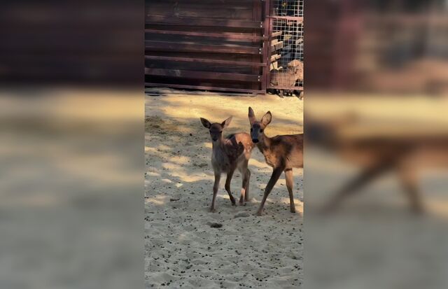 В парке «Лога» косуленок Сапёр и ланенка Алёнки подросли и познакомились с ланями в большом вольере - Новости Ростова-на-Дону - последние новости Ростова-на-Дону сегодня на 1rnd.ru, 15.09.2025