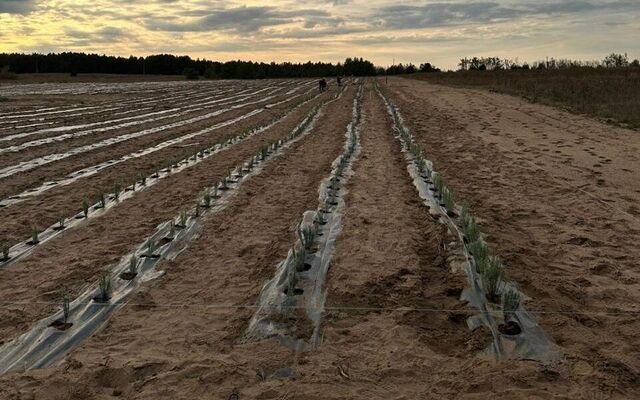 Лавандовое море и закаты: новая достопримечательность в Усть-Донецком районе - Новости Ростова-на-Дону - последние новости Ростова-на-Дону сегодня на 1rnd.ru, 28.10.2025