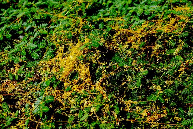 На Дону обнаружены очаги карантинного сорнякака на площади свыше 220 гектаров - Новости Ростова-на-Дону - последние новости Ростова-на-Дону сегодня на 1rnd.ru, 28.10.2025