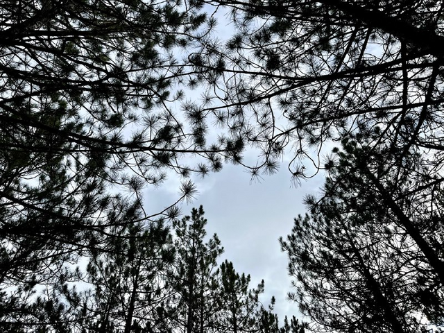 Пасмурно и без осадков: прогноз погоды в Ростове и области на 5 ноября - Новости Ростова-на-Дону - последние новости Ростова-на-Дону сегодня на 1rnd.ru, 04.11.2025