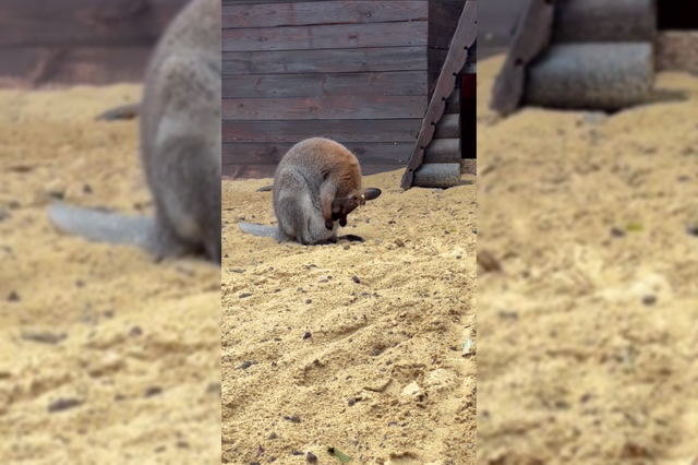 Меньше фасолинки: в Ростовском парке «Лога» у кенгуру родился детеныш - Новости Ростова-на-Дону - последние новости Ростова-на-Дону сегодня на 1rnd.ru, 07.11.2025