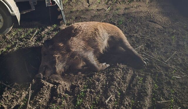 Браконьер застрелил восемь диких кабанов в Ростовской области - Новости Ростова-на-Дону - последние новости Ростова-на-Дону сегодня на 1rnd.ru, 10.11.2025