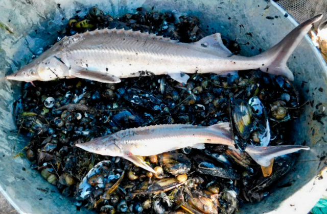 Ученые хотят исключить донскую стерлядь из Красной книги России - Новости Ростова-на-Дону - последние новости Ростова-на-Дону сегодня на 1rnd.ru, 11.11.2025