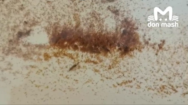 Администрация Азовского района опровергла слухи о насекомых в водопроводной воде - Новости Ростова-на-Дону - последние новости Ростова-на-Дону сегодня на 1rnd.ru, 18.11.2025