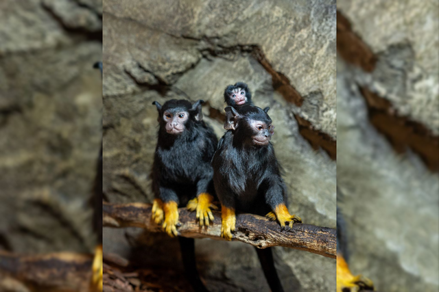 В парке «Лога» родились два детеныша красноруких тамаринов - Новости Ростова-на-Дону - последние новости Ростова-на-Дону сегодня на 1rnd.ru, 19.11.2025