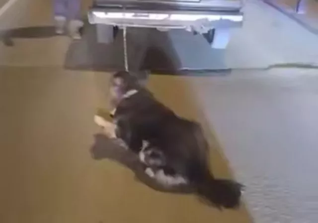 На Дону задержали мужчину, который привязал собаку к машине и тащил по дороге - Новости Ростова-на-Дону - последние новости Ростова-на-Дону сегодня на 1rnd.ru, 19.11.2025