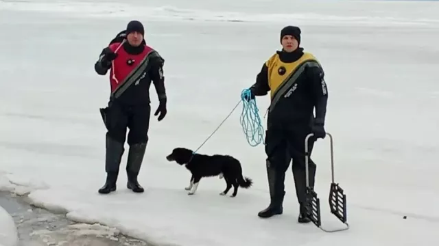 В Таганрогском заливе спасен дрейфующий на льдине пес - Новости Ростова-на-Дону - последние новости Ростова-на-Дону сегодня на 1rnd.ru, 19.02.2026