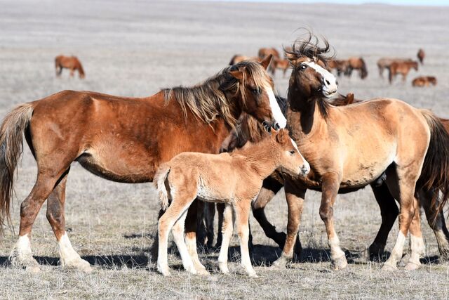 В Ростовском заповеднике родились 4 жеребенка в 2026 году - Новости Ростова-на-Дону - последние новости Ростова-на-Дону сегодня на 1rnd.ru, 09.03.2026