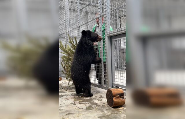 Карантин скоро закончится: в парке «Малинки» медвежонок Машуня прошла полное обследование - Новости Ростова-на-Дону - последние новости Ростова-на-Дону сегодня на 1rnd.ru, 10.03.2026