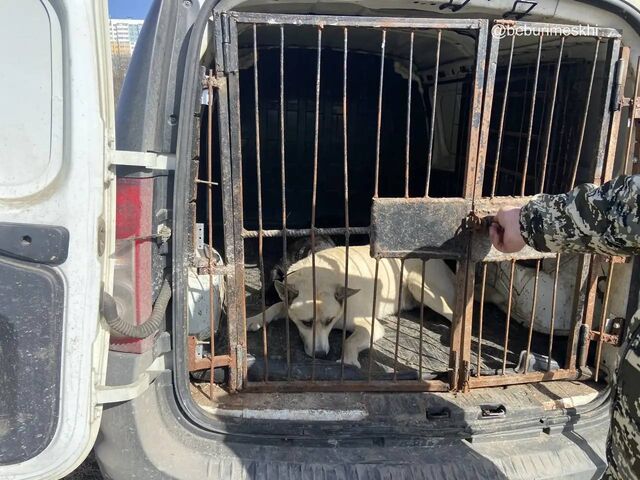 Четыре собаки отловлены в Октябрьском районе Ростова и доставлены в приюты - Новости Ростова-на-Дону - последние новости Ростова-на-Дону сегодня на 1rnd.ru, 11.03.2026