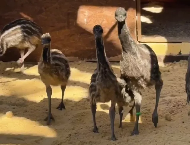 Бесконечные догонялки и любовь к блестящему: птенцы эму в парке «Лога» осваивают просторный вольер - Новости Ростова-на-Дону - последние новости Ростова-на-Дону сегодня на 1rnd.ru, 15.03.2026