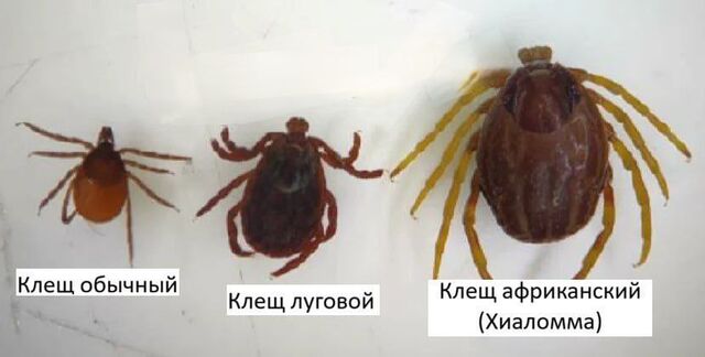 Ростовская область в «красной зоне» из-за гигантских клещей-охотников - Новости Ростова-на-Дону - последние новости Ростова-на-Дону сегодня на 1rnd.ru, 19.03.2026