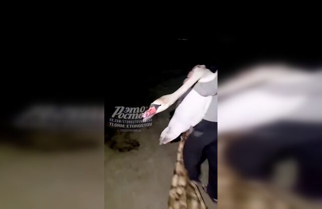 Лебедь пришел за помощью: трогательная история спасения в Батайске - Новости Ростова-на-Дону - последние новости Ростова-на-Дону сегодня на 1rnd.ru, 19.03.2026